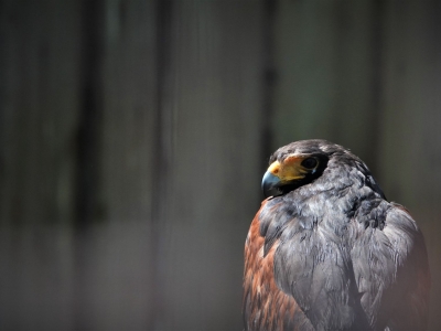 Amerikaanse woestijnbuizerd - De Zonnegloed - Dierenpark - Dieren opvangcentrum - Sanctuary